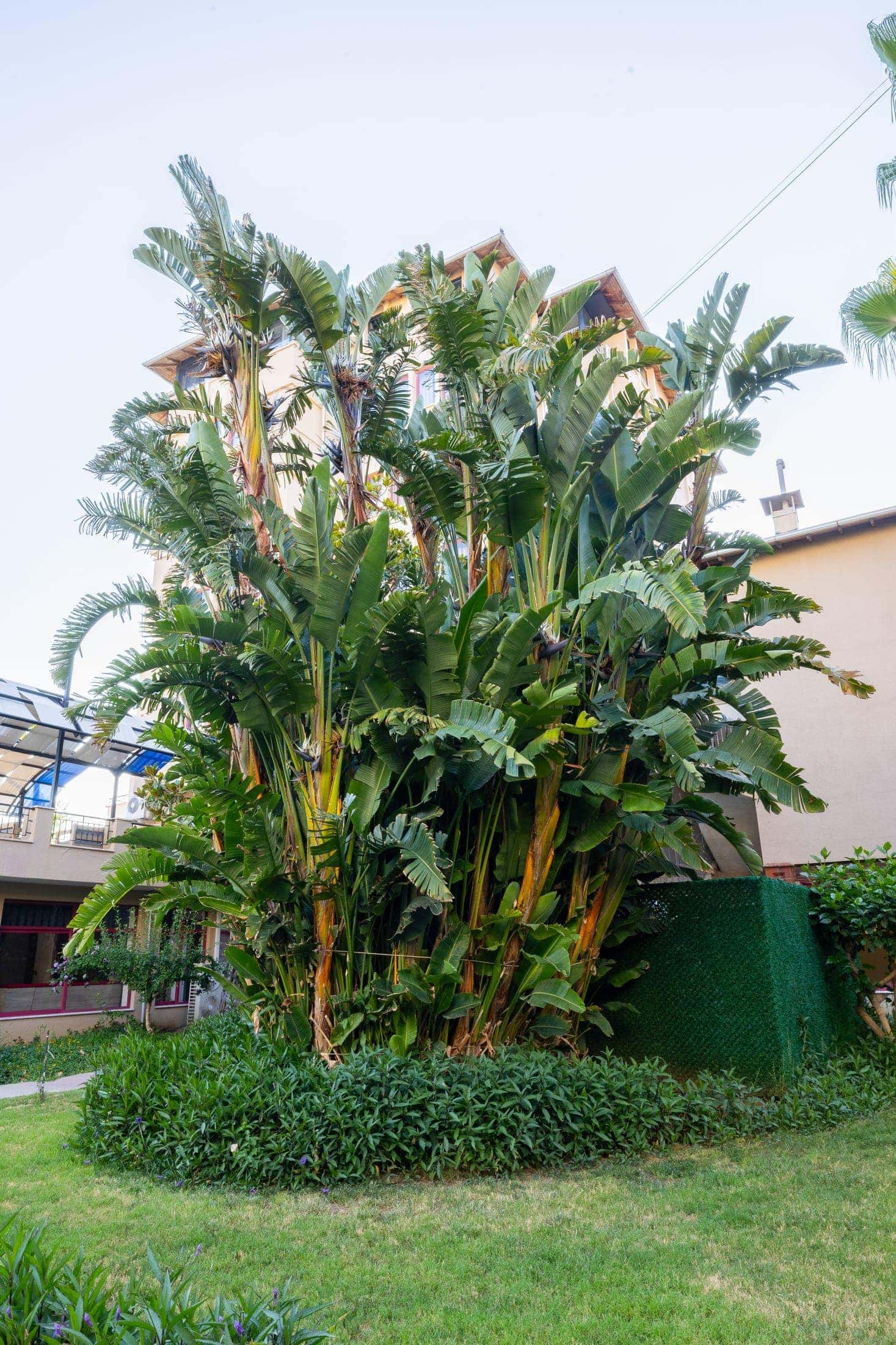 Sarıtaş Hotel lush garden and relaxation terraces — Alanya Tosmur